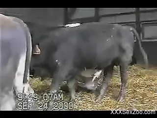 Nice to see how a good black bull is looking like with a horny...