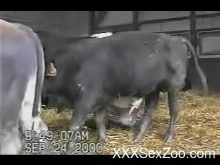 Bull Xxx To Cow - Nice to see how a good black bull is looking like with a horny wiener -  XXXSexZoo.com