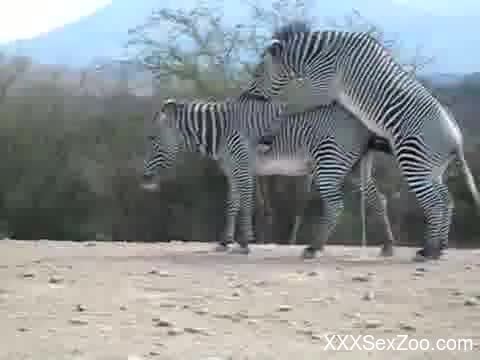 Nice to see how two gorgeous and wild zebras are fucking in desert -  XXXSexZoo.com