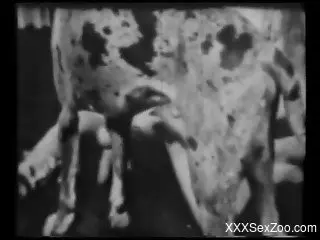 Impressive dalmatian in a gorgeous black & white bestiality se...