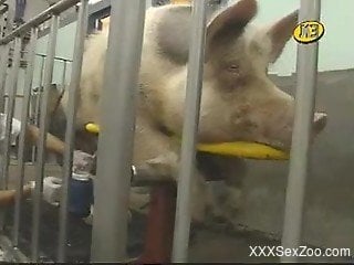 Kinky dude jerking a pig's massive boner on camera