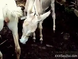 Two horses are about to enjoy extreme sex outdoors