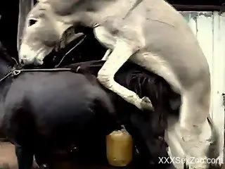 Check out this zoo vid to see two animals fucking