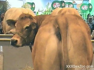 Kinky cow showing off its big, juicy ass on cam