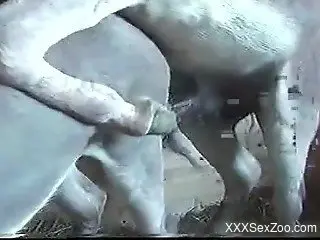 Close-up footage of all the animals & their naughty bits