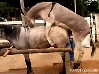 Donkeys and horses enjoying brutal zoo fucking outdoors