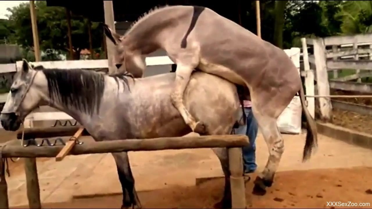 Donkeys and horses enjoying brutal zoo fucking outdoors