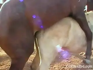 Brown horse fucking that pale horse's juicy pussy