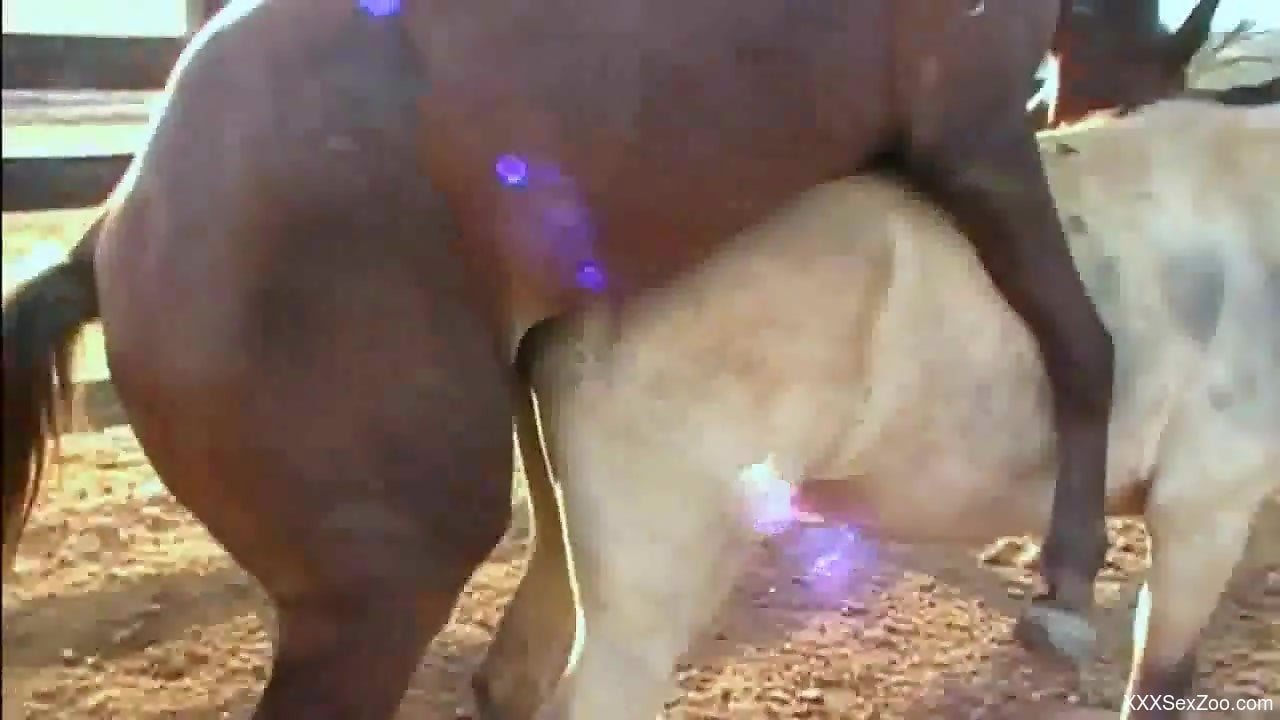 Fucked By Horse - Brown horse fucking that pale horse's juicy pussy - XXXSexZoo.com