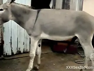 Two beautiful animals enjoy beautiful sex outdoors