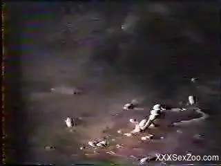 Rare retro bestiality video from the VHS era
