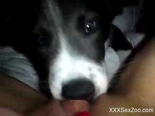 Passionate POV pussy eating from a really cute puppy