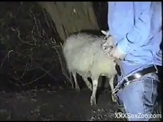 Sheep getting fucked by a big-dicked dude that prefers oral