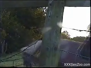 Zoo voyeur video featuring a good-looking stallion