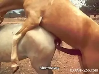 Horny mare enjoys hardcore sex with a hung horse