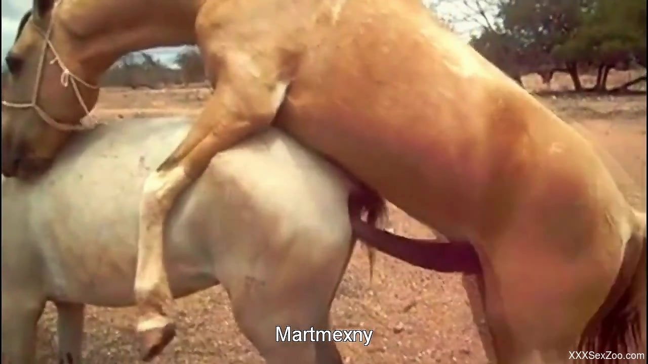 Horny mare enjoys hardcore sex with a hung horse - XXXSexZoo.com