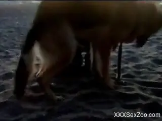 Beautiful bestiality on a beach, featuring a hung dog
