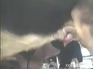 Blondie in stockings sucking on a massive dog cock