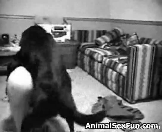 Dog Secure Porn Sites - B&W security cam video showing hardcore bestiality - XXXSexZoo.com