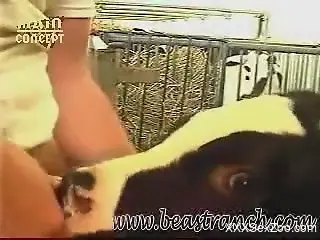 Scared-looking cow sucking a dude's big boner