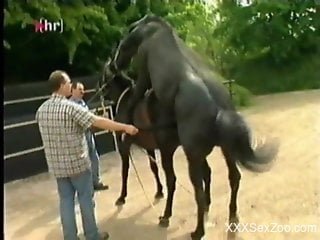 Horses put on a great sex show in front of an audience