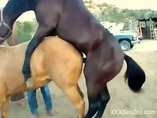 Big-dicked brown stallion fucking a sexy mare