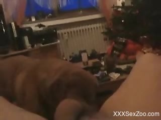 Guy jerks off and lets the dog to lick the cum