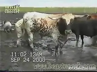 Guy feels horny when taping this bull on cam