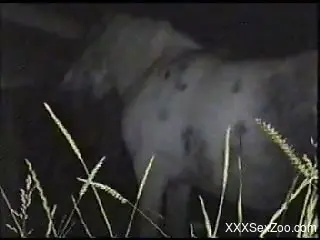 Late night horse porn  with a man addicted to huge dicks