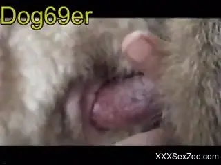 Kinky zoo cam porn with a dog fucking a sheep