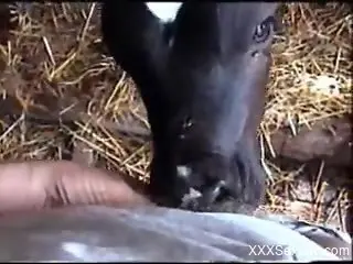 Cow licks man's dick while he records the whole thing