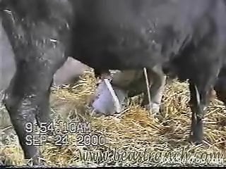 Hung bull enjoying a great handjob from the farmer