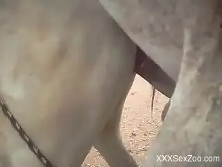 Stallion shoves his cock deep in mare's tight pussy