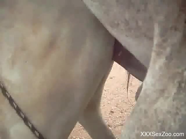 Mare Horse Pussy Animal - Stallion shoves his cock deep in mare's tight pussy - XXXSexZoo.com