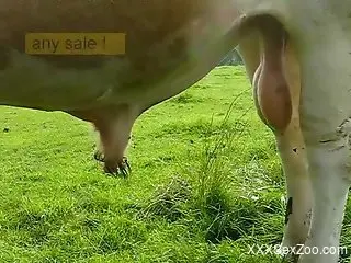 Sexy animal showcasing its beautiful cock outdoors