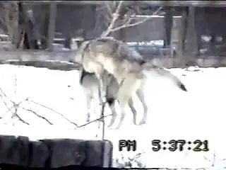 Wolves fucking make this horny zoo lover horny