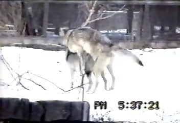 Animal Wolf Porn - Wolves fucking make this horny zoo lover horny - XXXSexZoo.com