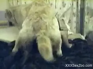Furry dog humps woman in pretty naughty modes