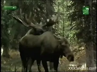 Animal porn delight for zoophilia lovers