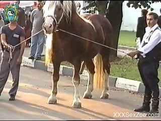 Voyeur video featuring a brown horse with a huge cock