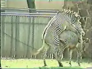 Two zebras enjoying hardcore fucking outdoors