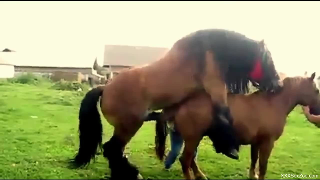 Horse And Cat Porn - Pure breed horse fucking and pleasing zoo porn lover - XXXSexZoo.com