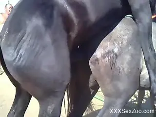 Black horse fucking a very horny mare from behind