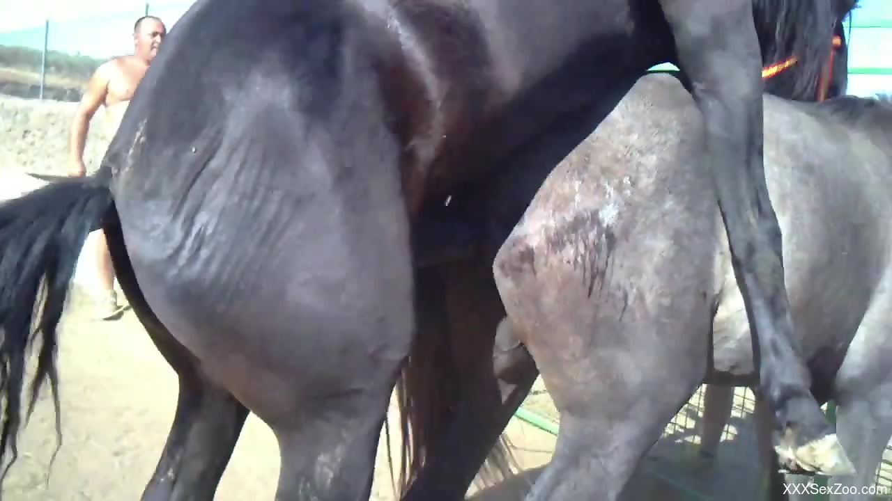 Black Horse Fucking A Tight White Mare From Behind