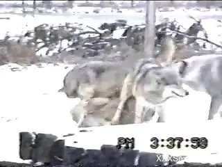 Voyeur video focusing on wolves that love hard sex