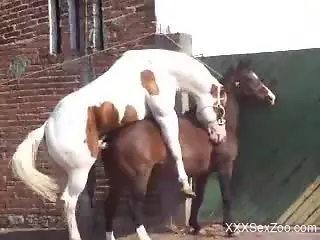 Stallions fucking are this guy's favorite thing to film
