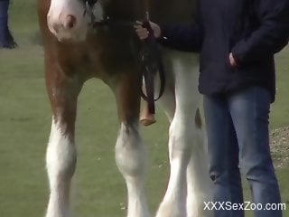 Voyeur-style XXX video showing a huge horse cock