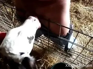 Dude with a thick dick gets a sloppy blowjob from a cow