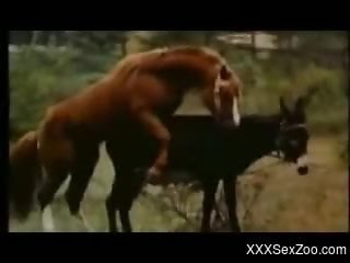 Sexy horse-on-horse fucking video with riveting close-ups