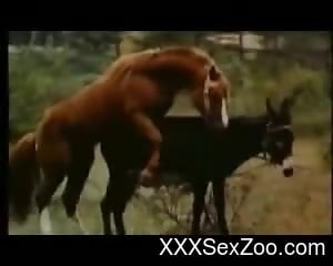Sexy horse-on-horse fucking video with riveting close-ups 